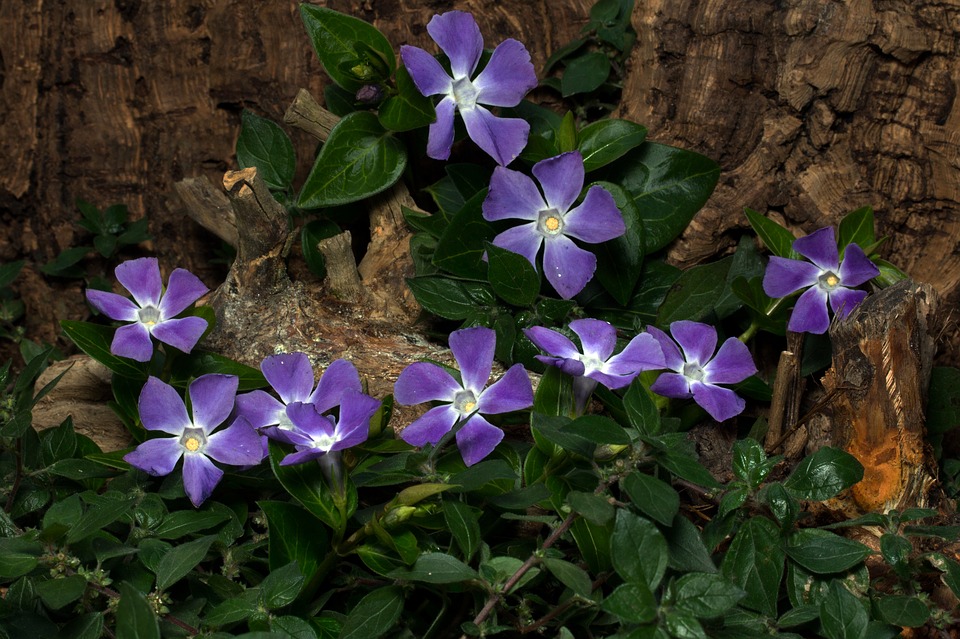 Free photo Petals Pink Flower Pink Periwinkle Jamaican Vinca.