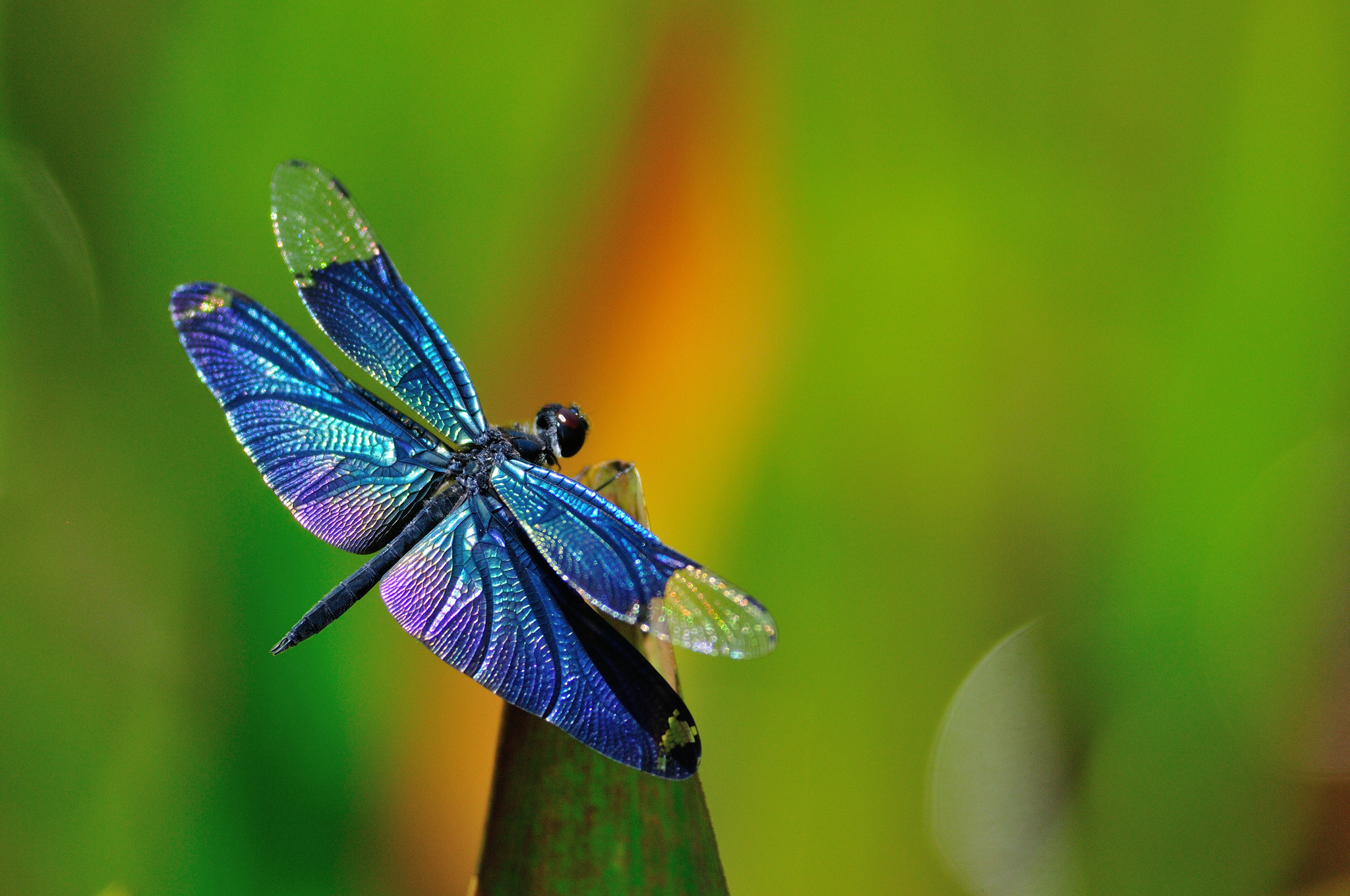 Dragonfly.