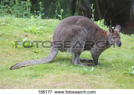 Picture of Bennett's Wallaby.