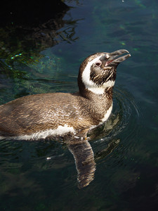 Magellanic Penguin Photo Clipart Image.