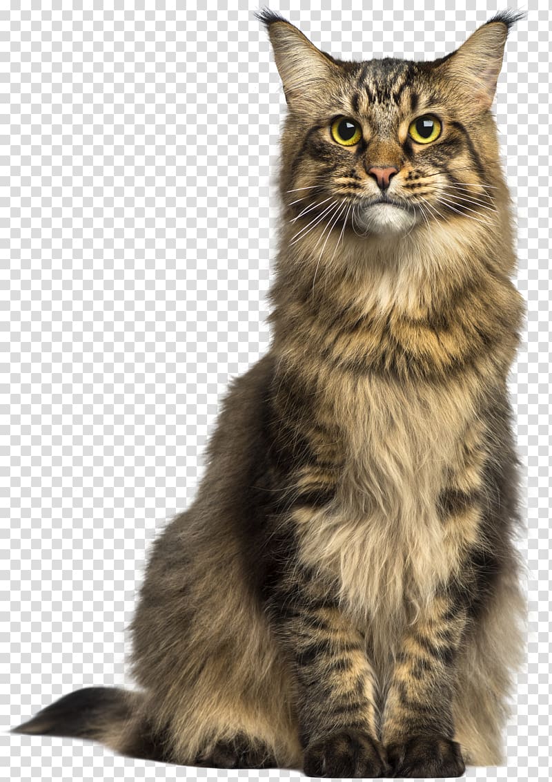 Maine Coon Asian Semi.