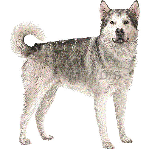 Alaskan Malamute clipart graphics (Free clip art.