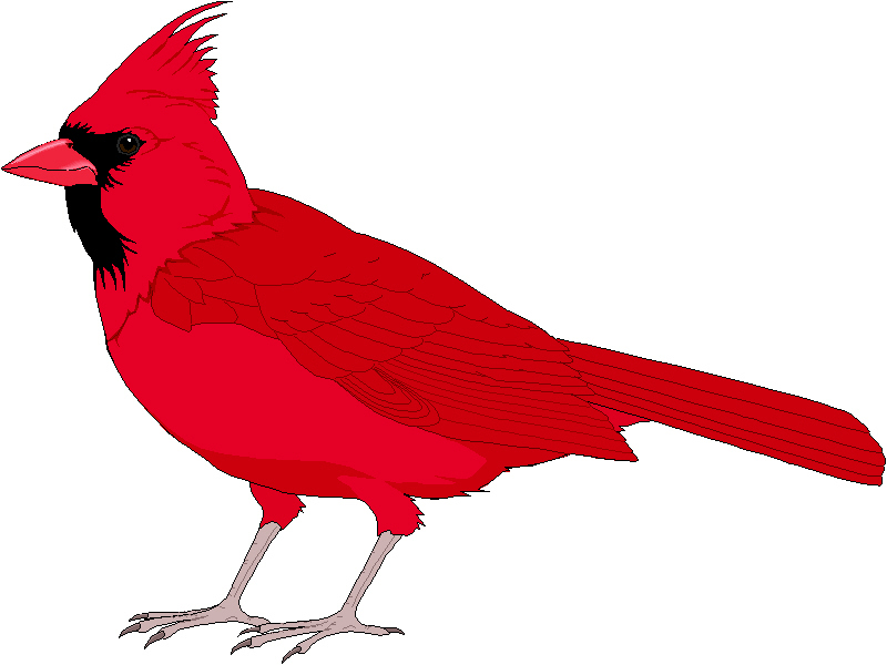 Red cardinal bird clip art.