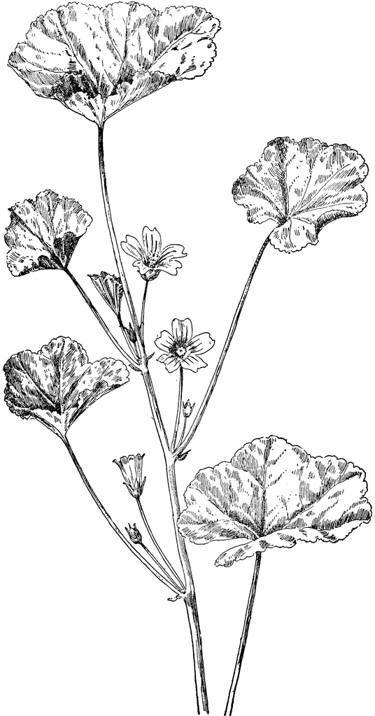 Common Mallow.