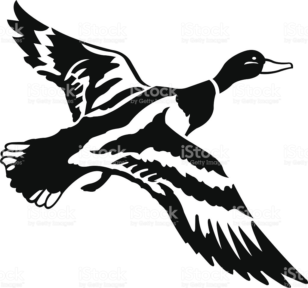 Collection of Mallard clipart.