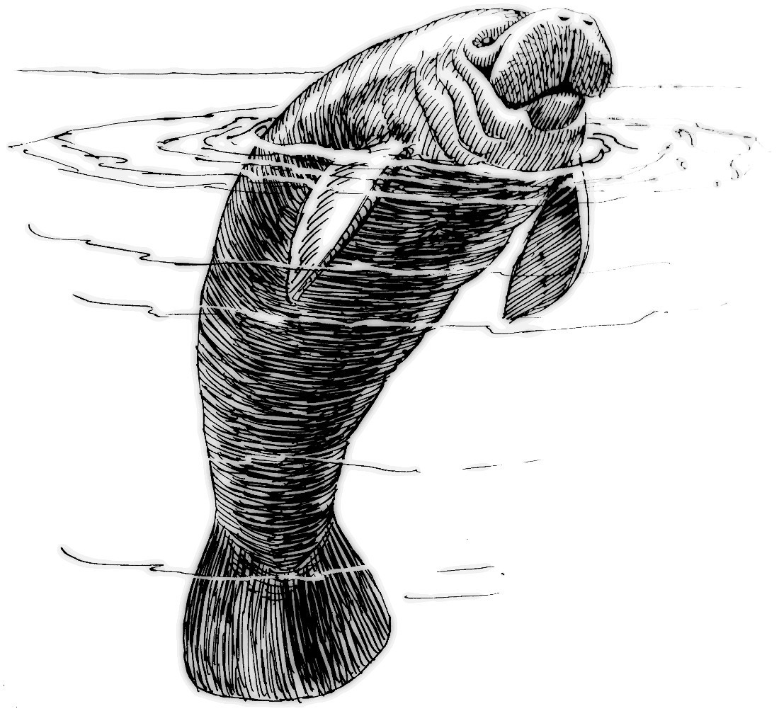 Best Manatee Clip Art #6159.