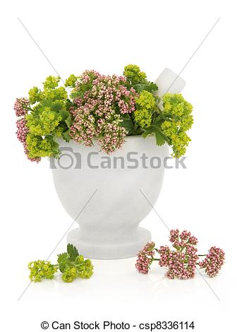 Stock Photo of Valerian and Ladys Mantle Herbs.