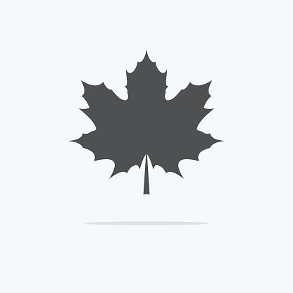 Maple Leaf. Silhouette of the maple leaf. Icon of a maple.