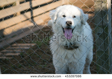 Maremma Sheepdog Banco de imágenes. Fotos y vectores libres de.