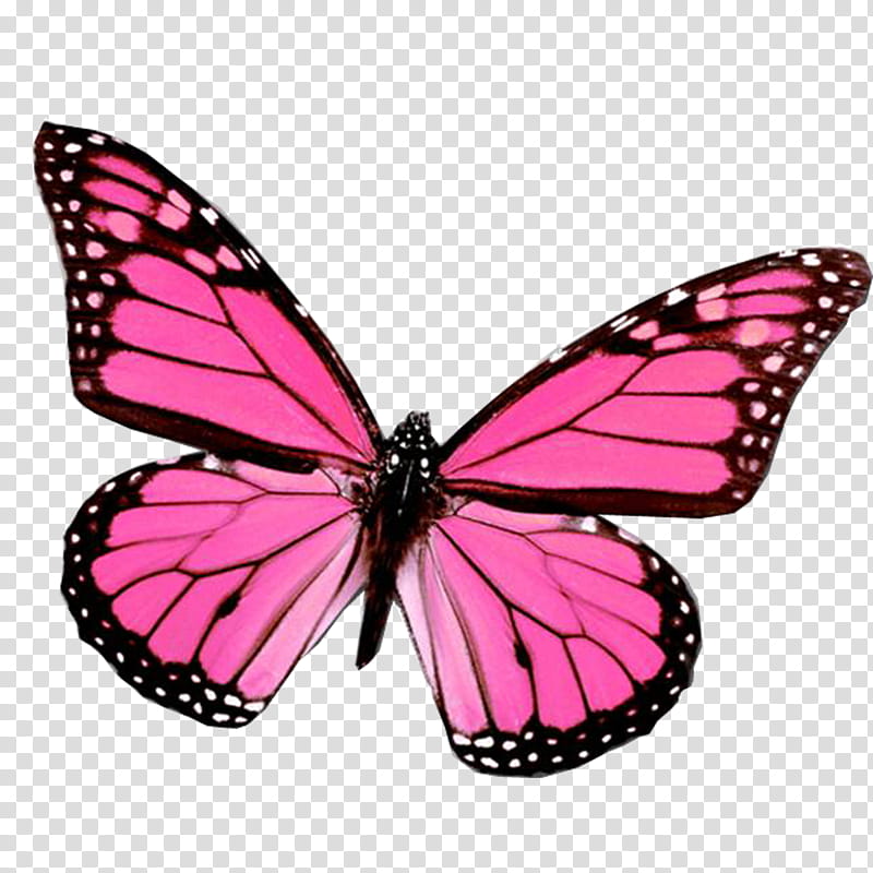 Mariposas, pink and black butterfly transparent background.