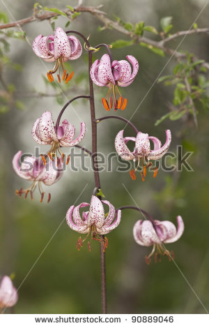 Martagon Or Turks Cap Lily Stock Photos, Royalty.