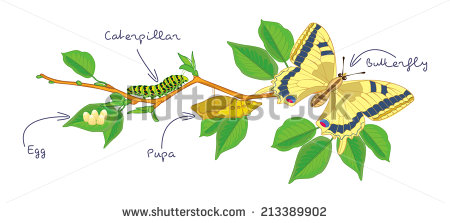 Metamorphosis Stock Images, Royalty.