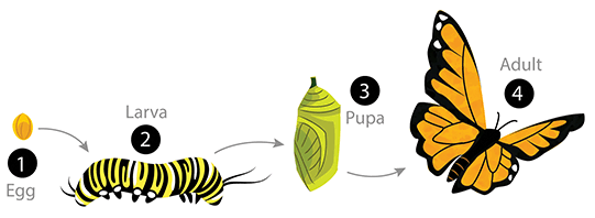 Complete Metamorphosis.