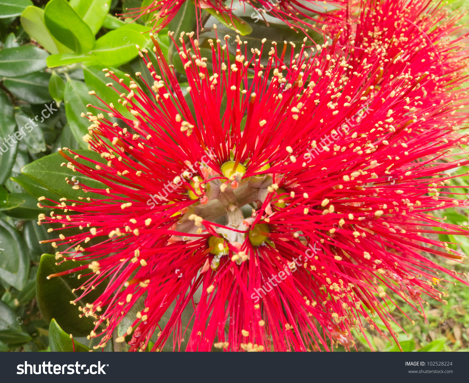 Closeup Crimson Blossoms Flowering New Zealand Stock Photo.