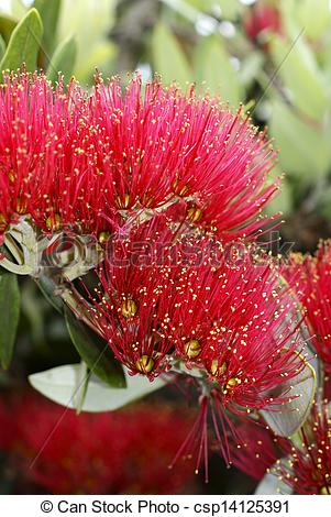 Stock Photographs of Flowers of the Pohutukawa Tree (Metrosideros.