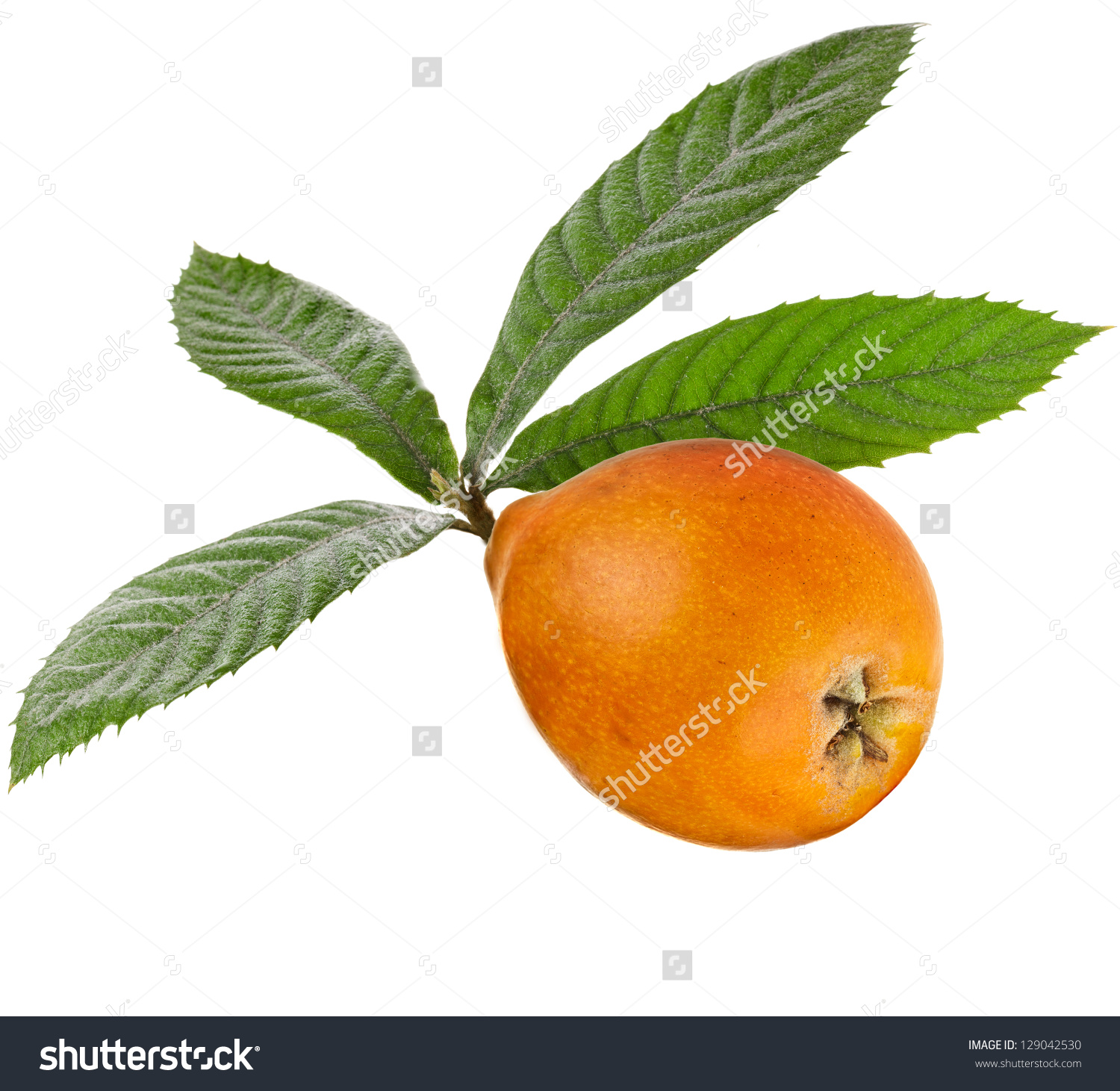 One Loquat Medlar Branch Isolated On A White Background Stock.