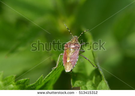 Miridae Stock Photos, Royalty.