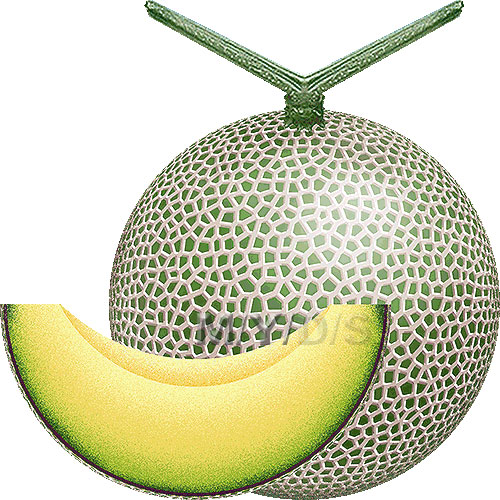 Melon Clipart.