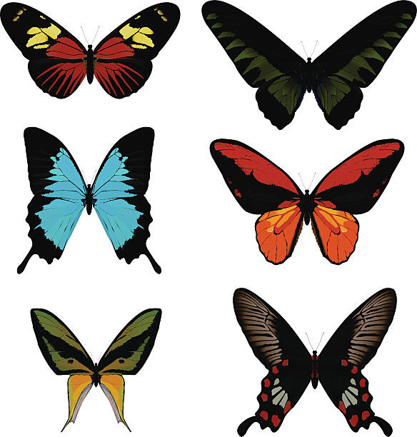 Heliconius Melpomene Clip Art, Vector Images & Illustrations.