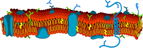 Cell Membrane, No Labels Clip Art at Clker.com.