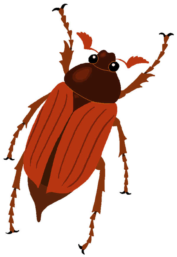 Cockchafer Clipart by MisterBug on DeviantArt.