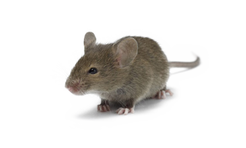 Mice Png (108+ images in Collection) Page 3.