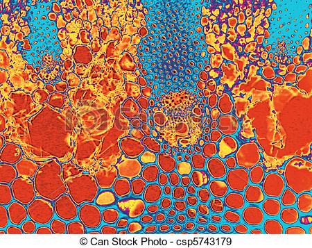 Stock Photographs of Stained Photomicrograph.