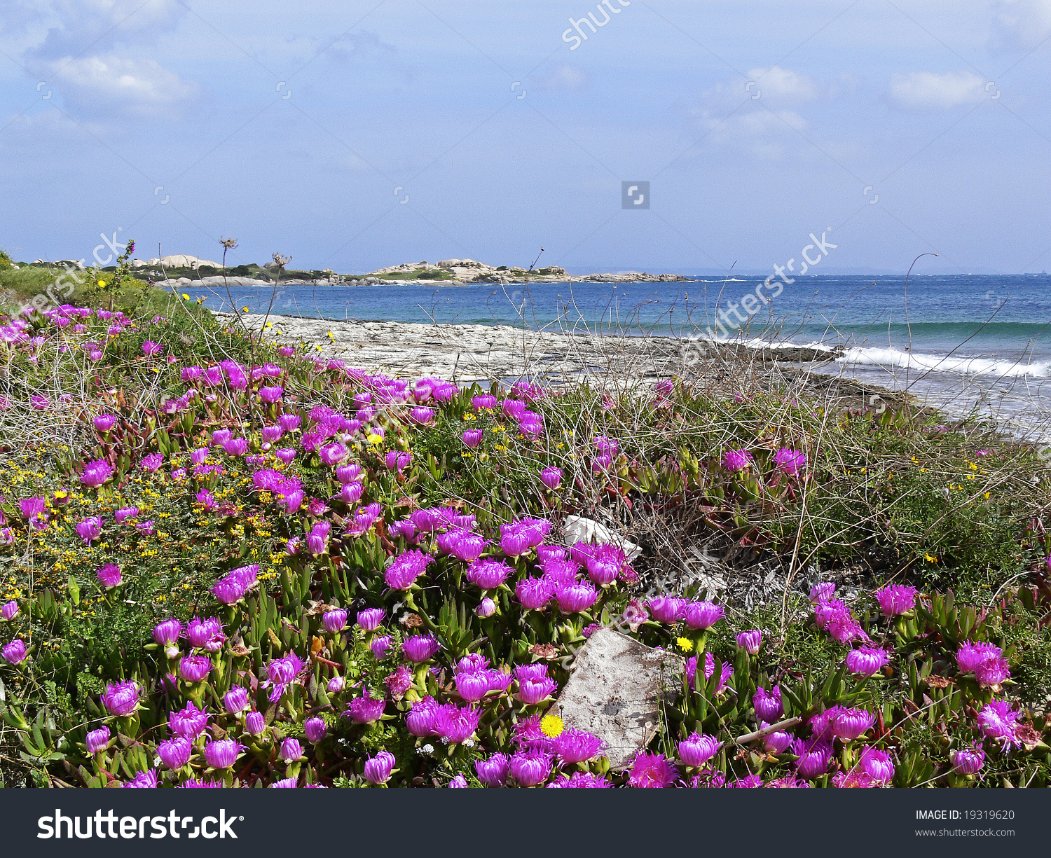 Beach Near Santa Di Gallura With Red Midday Flowers (Carpobrotus.