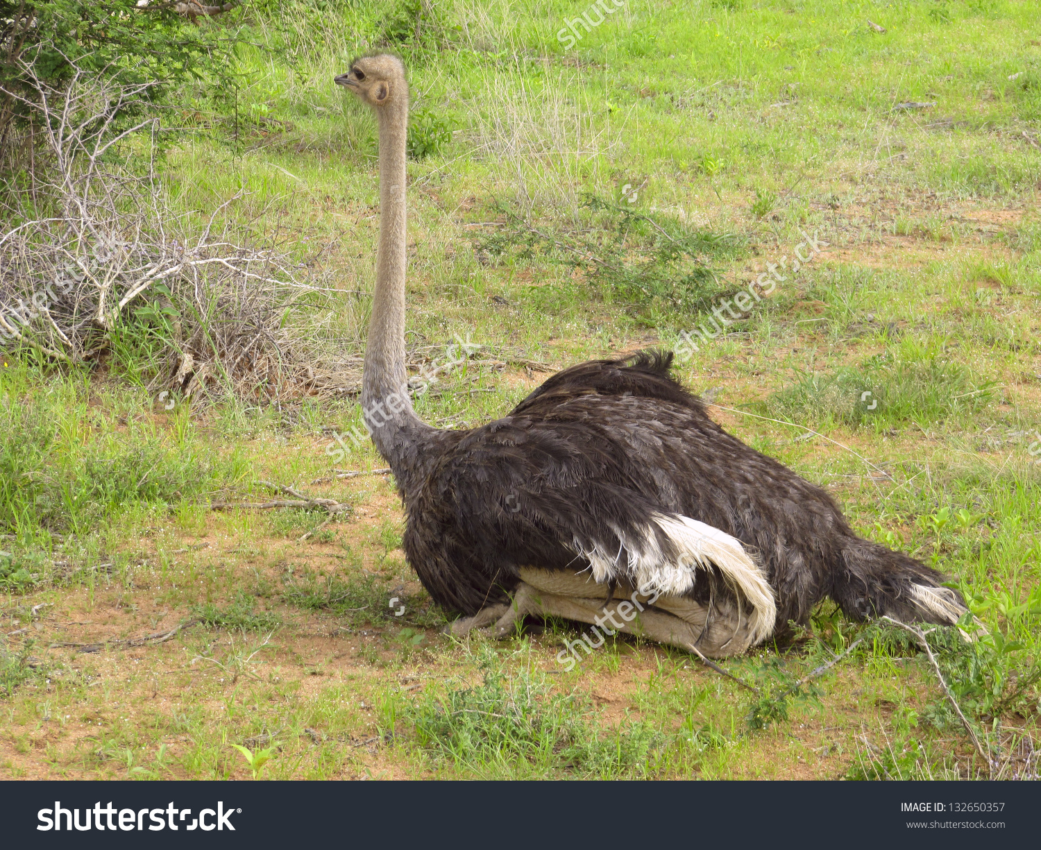 Ostrich.