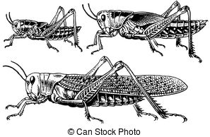 Migratory locust Illustrations and Clip Art. 13 Migratory locust.