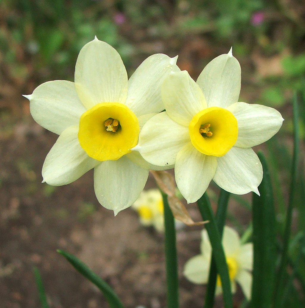 Images Daffodils Flower.