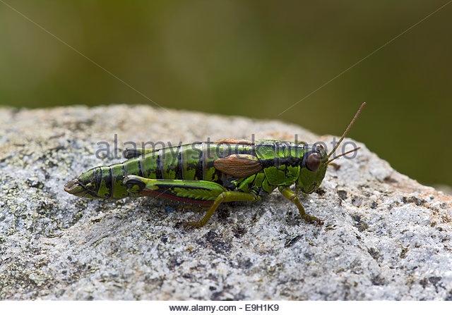 Green Mountain Grasshopper Stock Photos & Green Mountain.