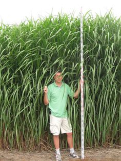 Miscanthus x giganteus.