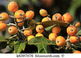 Chinese plum tree Images and Stock Photos. 854 chinese plum tree.