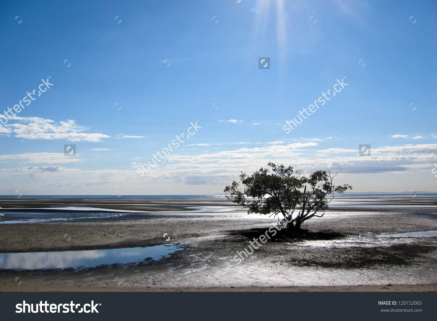 Single Tree Growing Out Of Mud Flats Under A Clear Blue Sky.