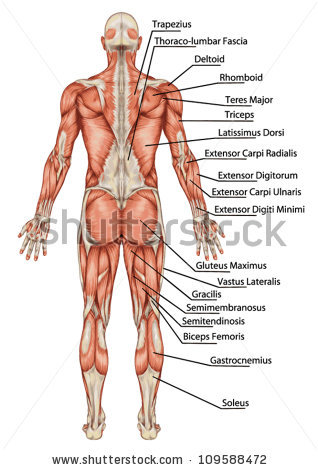 Vastus Intermedialis Stock Vectors & Vector Clip Art.