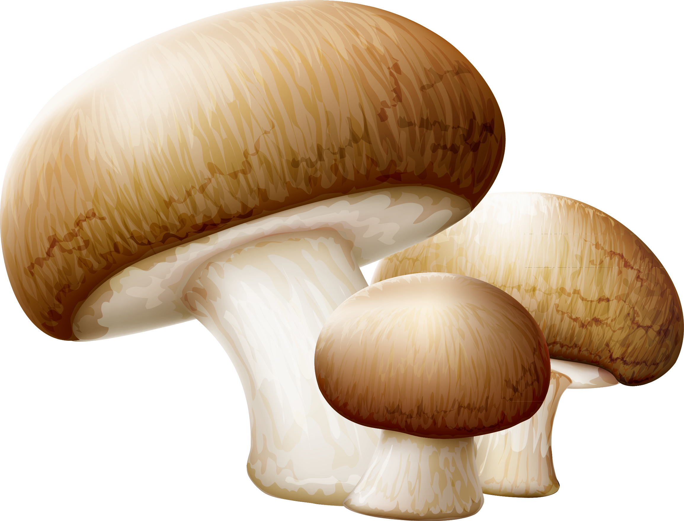 Mushroom clipart edible mushroom, Mushroom edible mushroom.