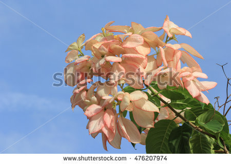 Mussaenda Philippica Stock Photos, Royalty.