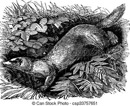 Clipart Vector of Ferret or Mustela putorius furo vintage.