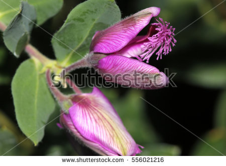 Myrtle Leaf Stock Photos, Royalty.