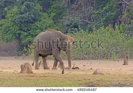 Nagarhole Stock Photos, Royalty.