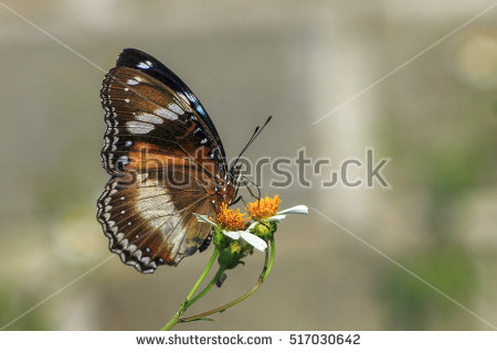 Eggfly Stock Photos, Royalty.