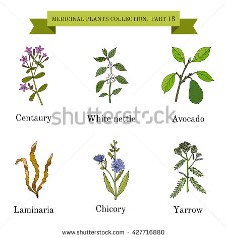 Nettle Stock Vectors, Images & Vector Art.