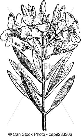 Clip Art Vector of Oleander or Nerium oleander, vintage engraving.