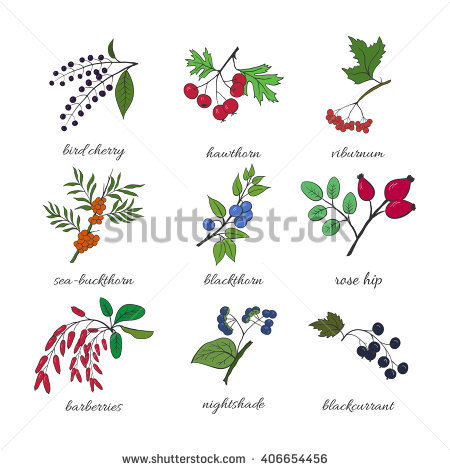 Nightshade Stock Images, Royalty.