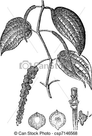 Vector Clipart of Black pepper or Piper nigrum, vintage engraving.