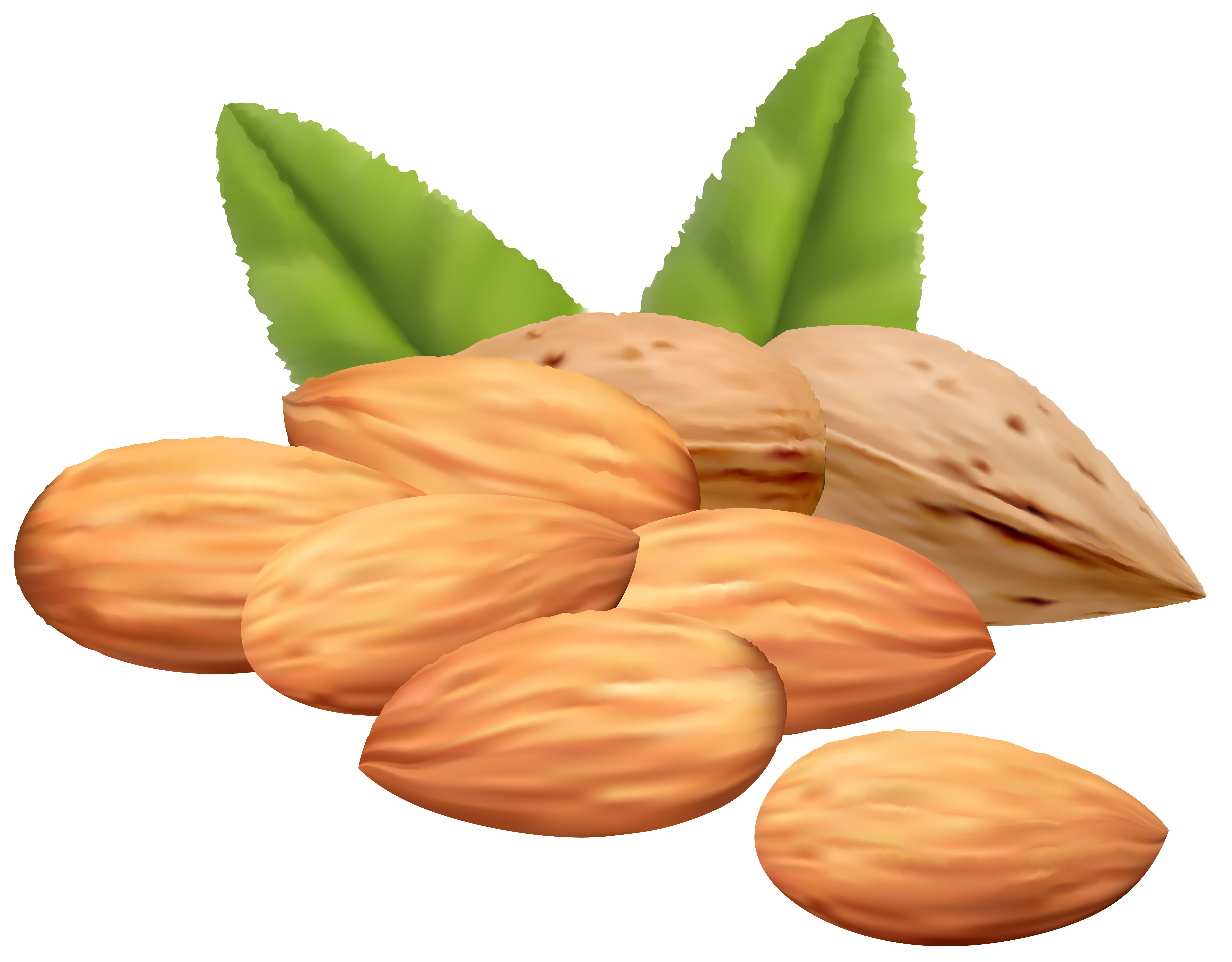 Images of nuts clipart.