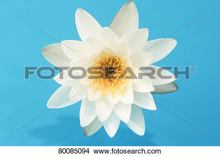 Stock Photo of DEU, 2003: White Water Lily (Nymphaea alba), flower.