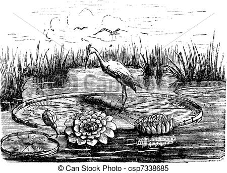 Clipart Vector of Victoria or Victoria amazonica, vintage.