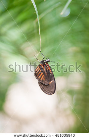 Nymphalidae Banco de Imagens, Fotos e Vetores livres de direitos.